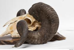 Photo Textures of Mouflon Skull Antlers